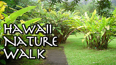 HAWAII NATURE WALK