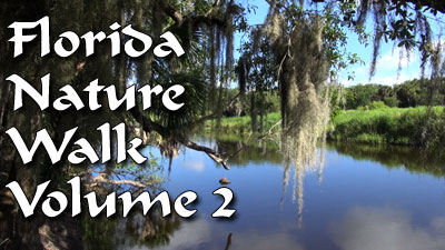 FLORIDA NATURE WALK 2